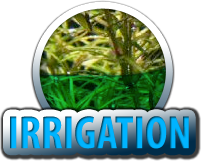 irrigation