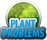 plant problems