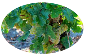 Vinyard Crop