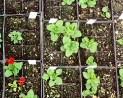 pansies before our care free water conditioner