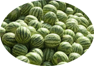 Watermelon Crop