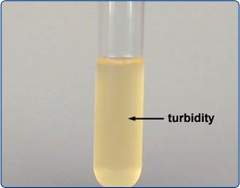 turbidity