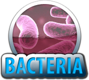 bacteria